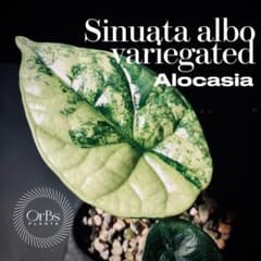アロカシア シヌアータ 斑入り アルボ バリエガータ ※鉢のまま