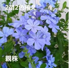 ルリマツリ ブルーホワイト4株セットのサムネイル