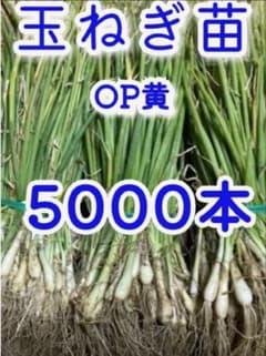 玉ねぎ苗 OP黄 5000本 - メルカリ
