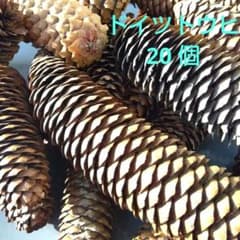 松ぼっくり ドイツトウヒ約12〜18cm 20個 値下げ2,200円→1944円のサムネイル