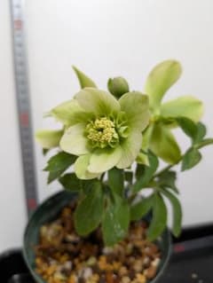 クリスマスローズ 株分 大木ナーセリー デュメ系ヒデコート - メルカリ