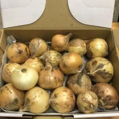 訳あり　プチサイズ　淡路島産玉ねぎ　約1kg ほのサムネイル