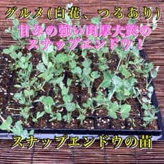 岡山県産 農薬不使用 つるありスナップエンドウの苗6本 - メルカリ