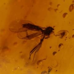 LA427虫入り琥珀化石 ミャンマー カムティかタナイ産 9900万年前
