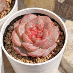 多肉植物…エケベリア♬*°レア苗！洋紅蓮華♡花芽付き♡匿名配送 新入荷 大人気 多肉植物 エケベリア 鳳仙花 超美苗 レア種 - メルカリ