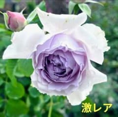 バラ苗 8号鉢大苗 激レア 濃香 海外種 入手困難 - メルカリ