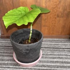 ウンベラータ苗のサムネイル