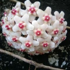 ホヤ 観葉植物 白と赤の花カット苗 - メルカリ