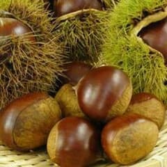 農家の裏庭の栗800g ☆無農薬のサムネイル