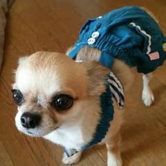 ペットの洋服★のサムネイル