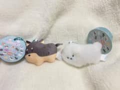 중얼거린 눈동자 개 2개 세트