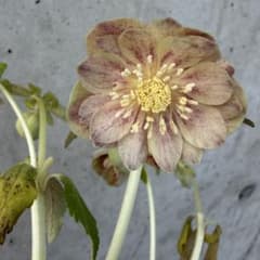 26-093 ピンクゴールド交配 加藤農園クリスマスローズ | Shop at