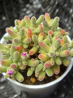 新作 多肉植物 ドロサンテマム キラキラ 米氷 抜き苗 5cm鉢 1株 - メルカリ