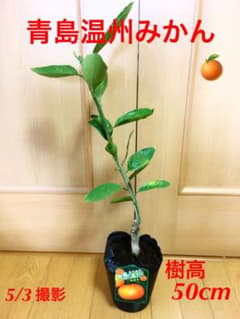 青島温州みかん　樹高50cmのサムネイル