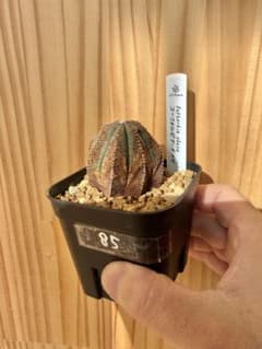 ユーフォルビア・オベサ（No.85）のサムネイル
