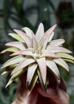 Tillandsia vanhyningii Jumboエアプランツ,チランジアのサムネイル