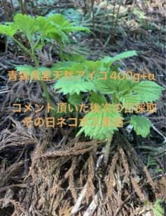 青森県産　天然アイコ　400g +αのサムネイル