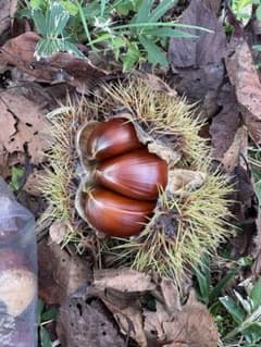 新鮮な栗 栃木県産　1.7kg 無農薬のサムネイル