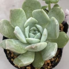多肉植物 エケベリア アメイジンググレイス 抜き苗 - メルカリ