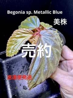 Begonia sp. Metallic Blue 原種ベゴニア 美株 - メルカリ