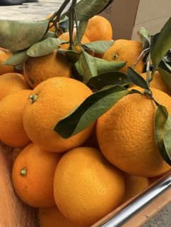 9.5kg 八朔（はっさく）【農家直送・栽培期間中不使用】静岡産｜日曜日発送のサムネイル