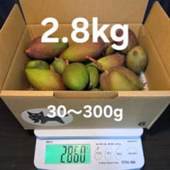 沖縄県産 摘果マンゴー 2.8kg キーツ/玉文 - メルカリ