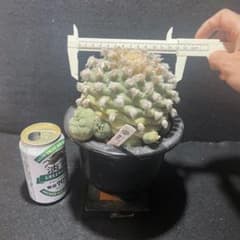 レア種❗️ 有棘烏羽玉　　ロフォフォラ　ヨールダニアナ　(検索　銀冠玉　翠冠玉 サボテン ロフォフォラ 翠冠玉 × BLACK PLASTIC POT（ロゴ入り