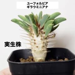 ユーフォルビア ギラウミニアナ 実生 塊根植物 コーデックス - メルカリ