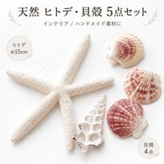 天然貝殻 詰め合わせセット ヒトデ・シェル 5点 マリンインテリアのサムネイル