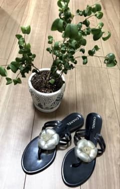美品/あんしん鑑定可】CHANEL シャネル カメリア トングサンダル黒 39