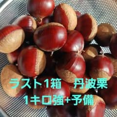 群馬県産丹波栗　1kg強+予備のサムネイル