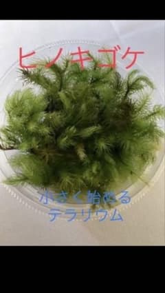 ヒノキゴケ　30本　テラリウム用のサムネイル
