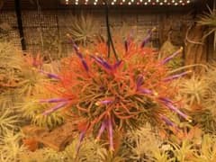 チランジア　イオナンタ　メキシコのサムネイル