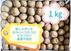 新じゃがいも 1㎏ キタアカリ コロコロ 小粒 農薬不使用 新鮮 愛媛 SSけのサムネイル