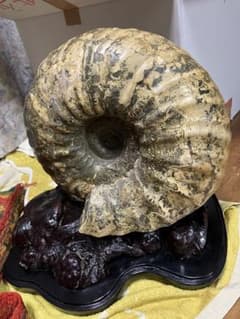 希少 十勝産 アンモナイトの化石 m71444205380_1.jpg?1727694905