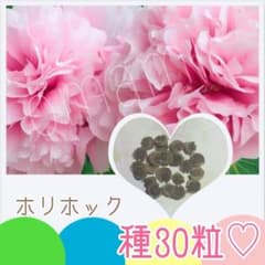 ホリホック アップルブロッサム ☆ 種30粒のサムネイル