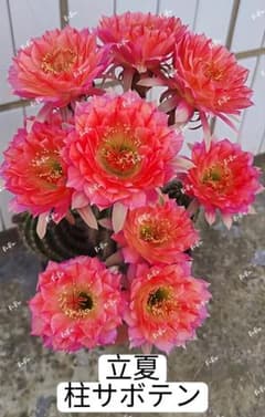 119-立夏 花サボテン 柱サボテン 花サイズ15cm+ 群開 カキコ - メルカリ