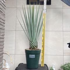 120cm 】ユッカ リギダ - メルカリ