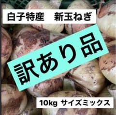 白子産　新玉ねぎ　【サイズお任せ】訳あり品　送料込みのサムネイル