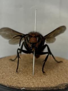 期間限定特価　スズメバチ女王　威嚇　立体昆虫標本③のサムネイル