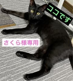 ☆さくら様専用☆のサムネイル