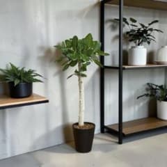 フィカス ベンガレンシス♪ 103cm 沖縄産・太幹原木♪ フィカス ベンガレンシス♪ 103cm 沖縄産・太幹原木♪ - メルカリ
