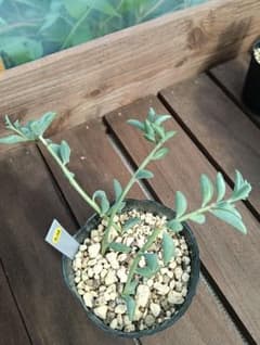 多肉植物【ドルフィンネックレス】抜き苗のサムネイル