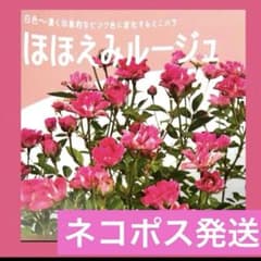 マイクロミニバラほほえみルージュ　根っこびっしり！正規品ラベル付きネコポス発送のサムネイル