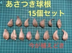 あさつき（浅葱）葉ネギ　球根（種球）　15個セット　まもなく終了しますのサムネイル