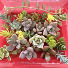 ①寄せ植えセット カット苗 詰め合わせ 多肉植物のサムネイル