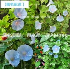青水晶斑入並葉姫水丸咲 変化朝顔 タネ15粒 匿名配送 - メルカリ