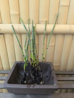 トクサ 抜き苗 10本（10本以上） 観葉植物 庭植え 水生植物のサムネイル