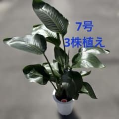 現品①美品　7号3株植え　ストレリチア　オーガスタ　ニコライ　苗　苗木　観葉植物 - 3