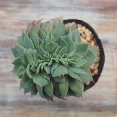りりー様専用　多肉植物　エケベリア　セクンダ　綴化のサムネイル